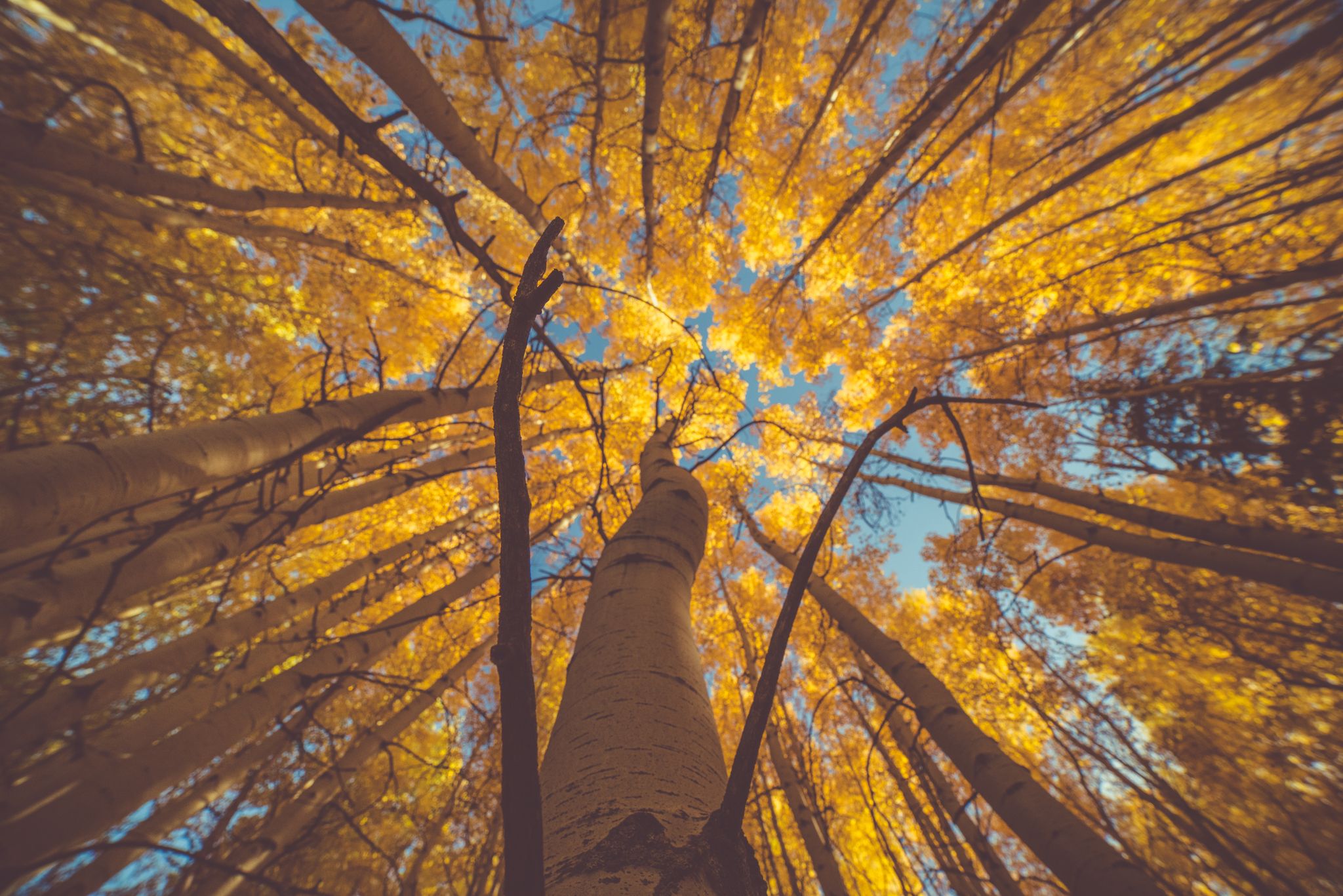 Looking up at tall trees with bright golden autumn leaves against a blue sky. - Meadow Mountain Loop
