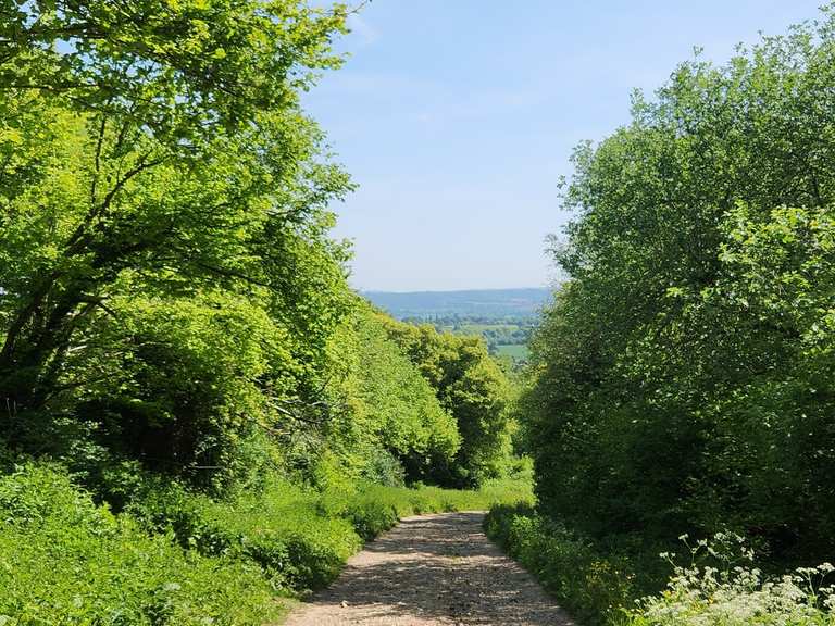 Stansted House, Kingley Vale and Queen Elizabeth Country Park loop ...