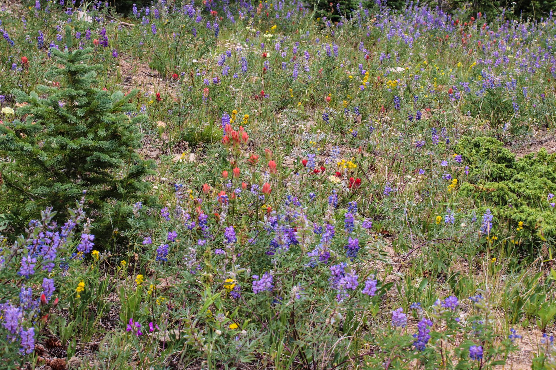A vibrant field of purple, red, and yellow wildflowers with a small evergreen tree.