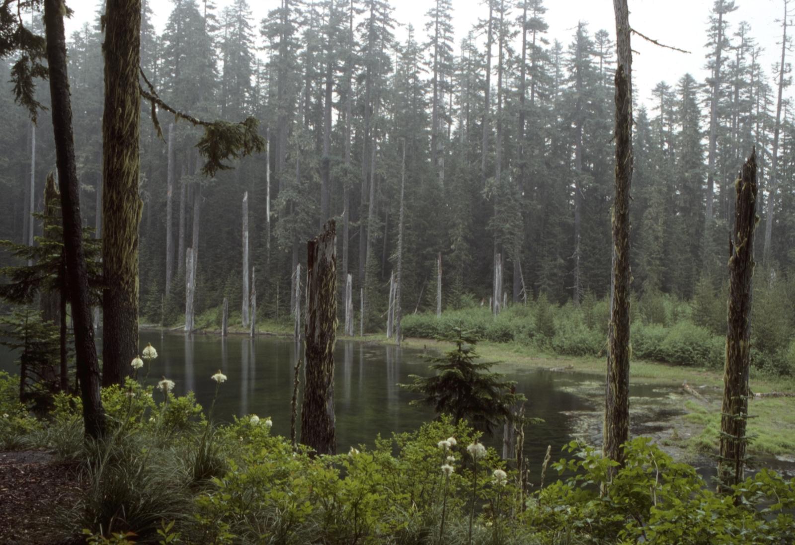 Misty forest with tall dead tree trunks rising from a calm lake.