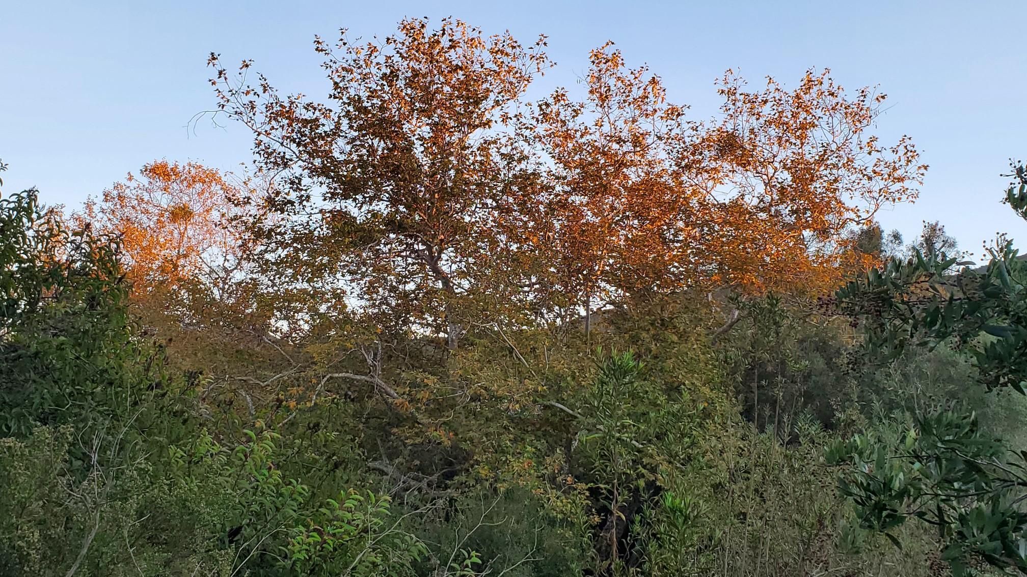 Vibrant orange and green autumn trees under a clear sky. - San Marcos Hills Loop
