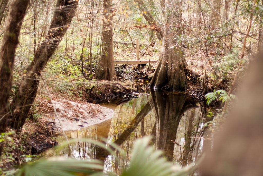 A narrow stream flows through a dense, sunlit forest with a wooden bridge. - Jacksonville Arboretum and Gardens loop