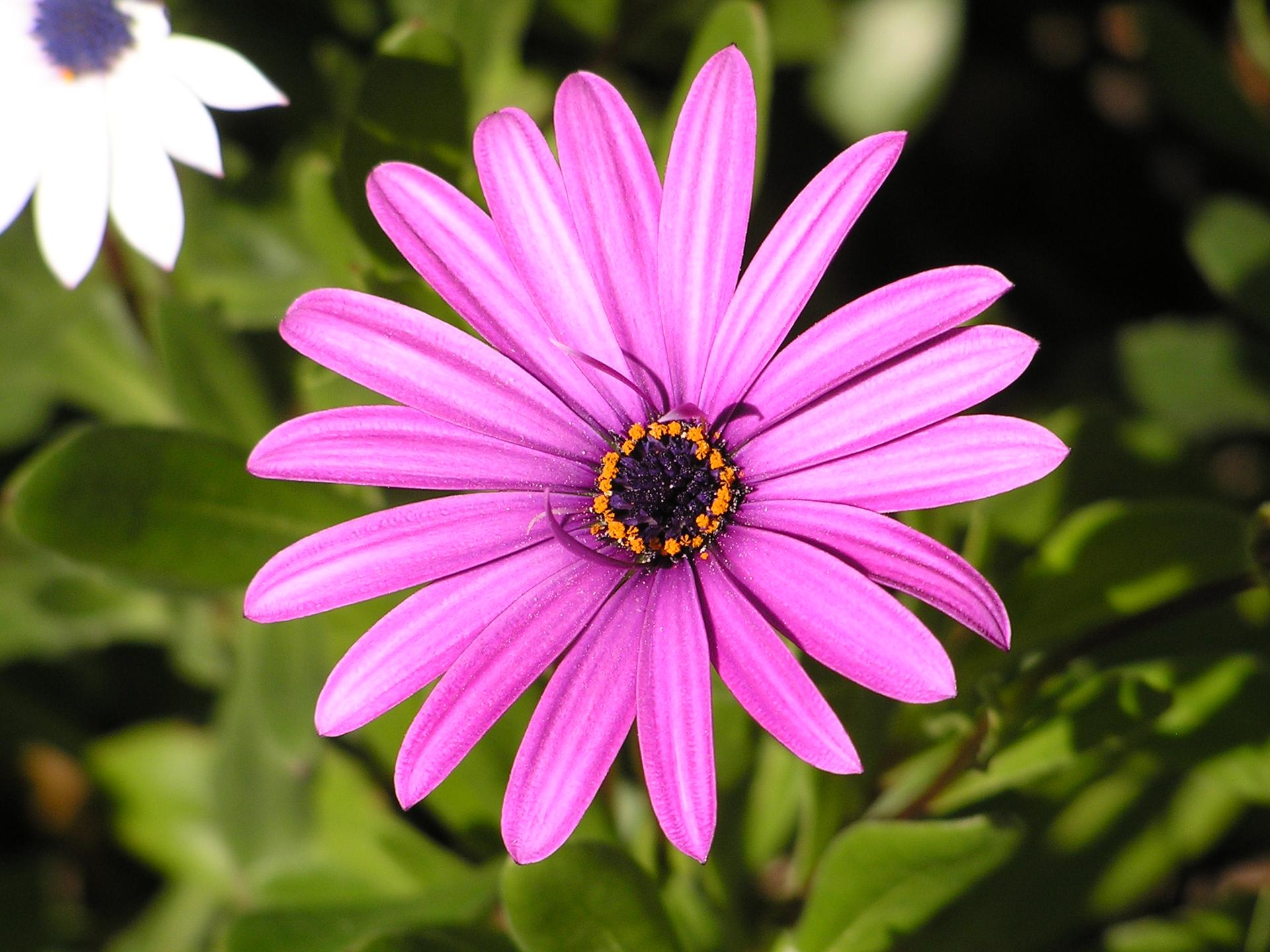 Close-up of a bright purple flower with a dark center among green leaves.