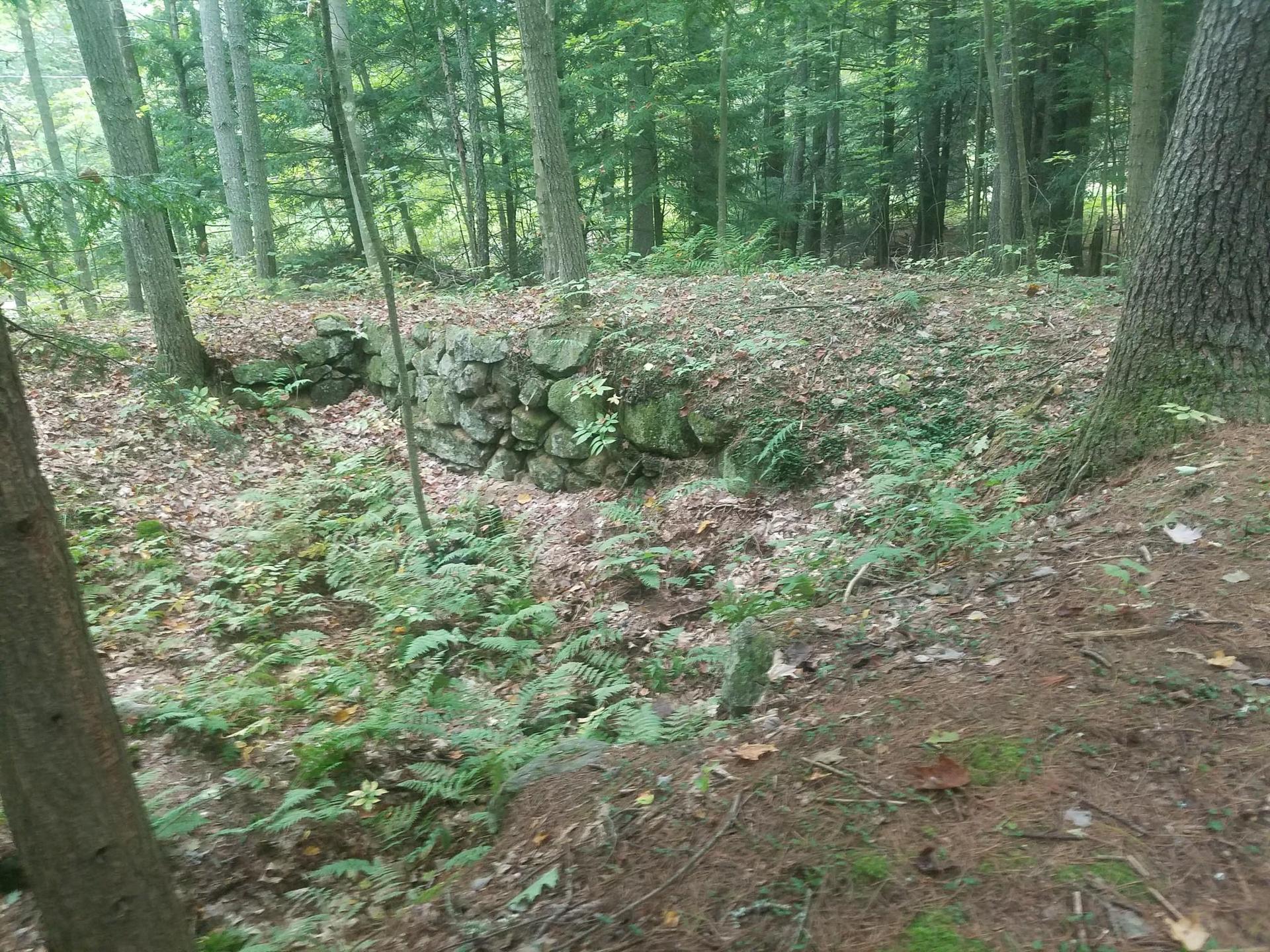 A stone wall in a lush, green forest with ferns and tall trees.
