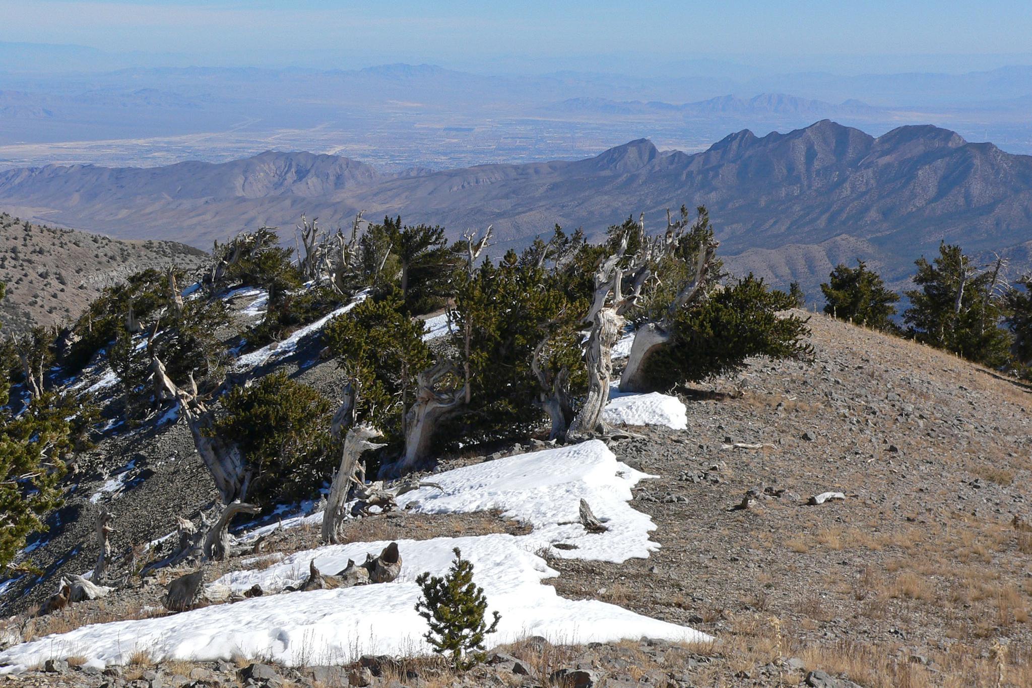 Rocky mountain ridge with ancient, gnarled trees and patches of snow.