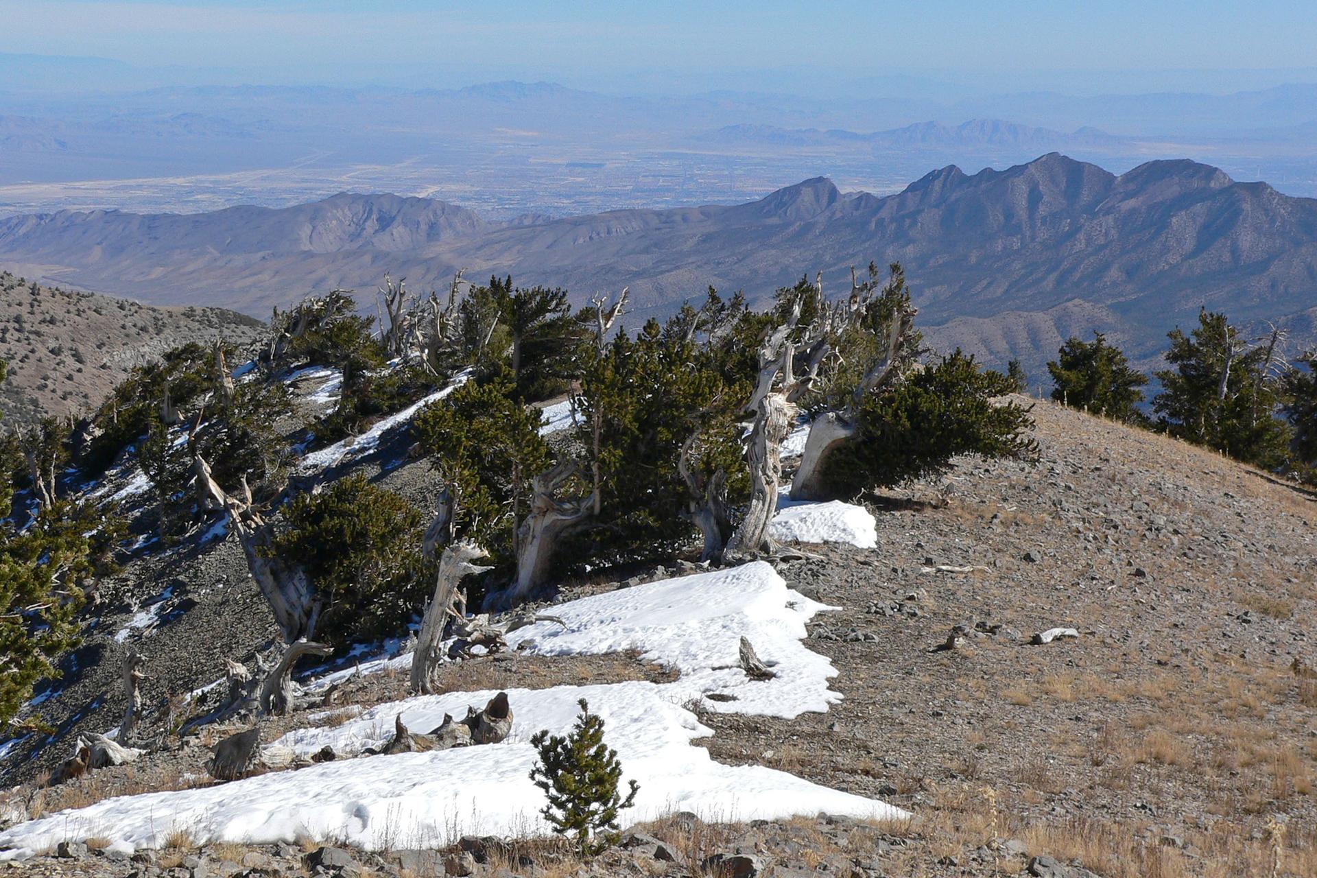 Rocky mountain ridge with ancient, gnarled trees and patches of snow.