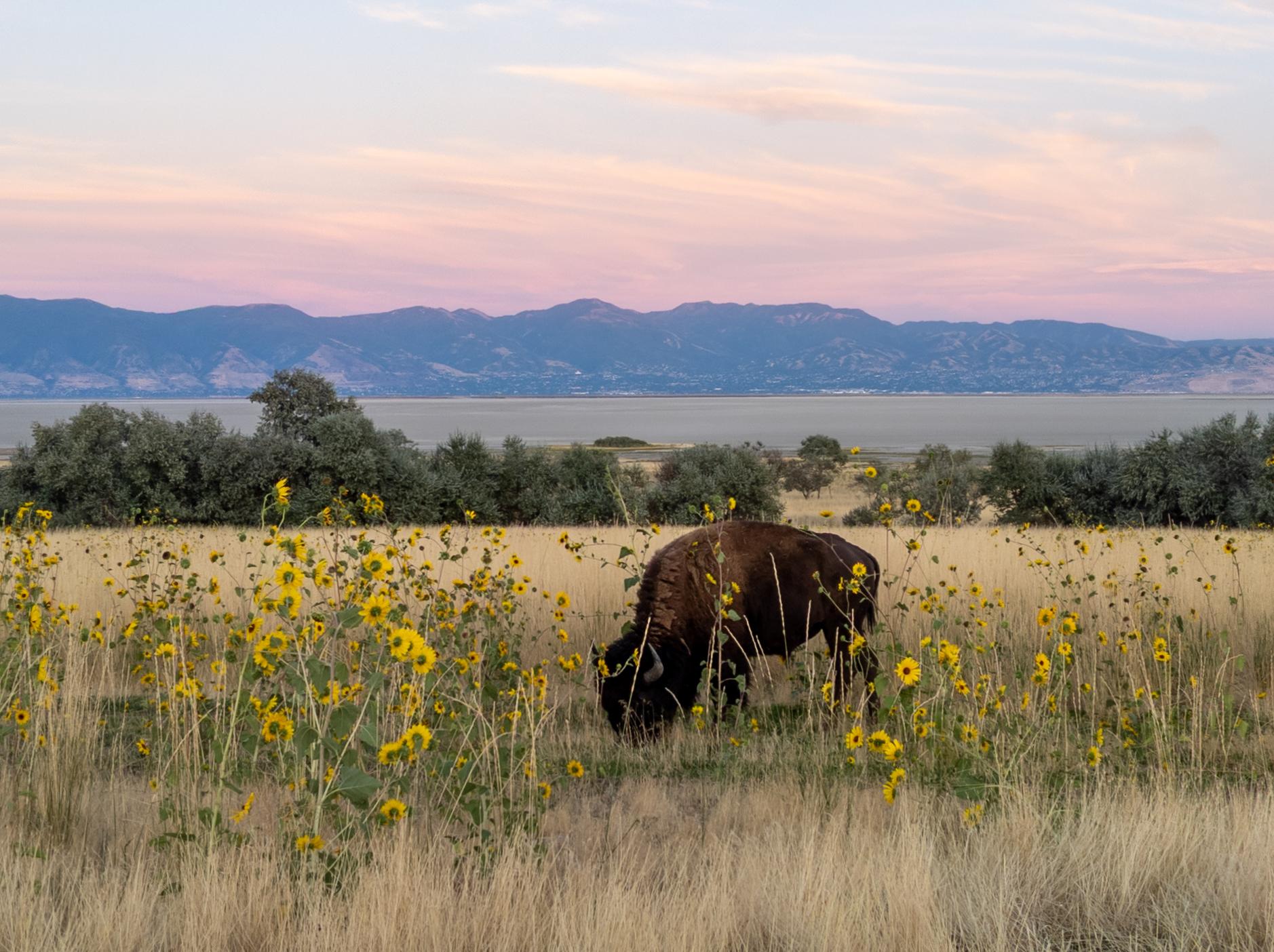 Bison grazing in a field of wildflowers with mountains under a pink sky.