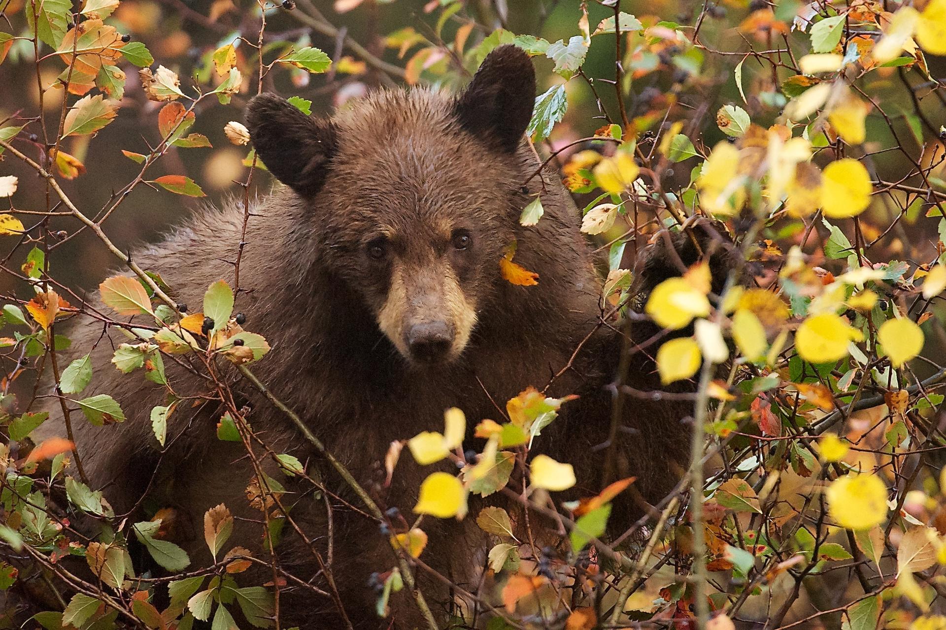 A brown bear peeks through dense autumn foliage with yellow leaves.