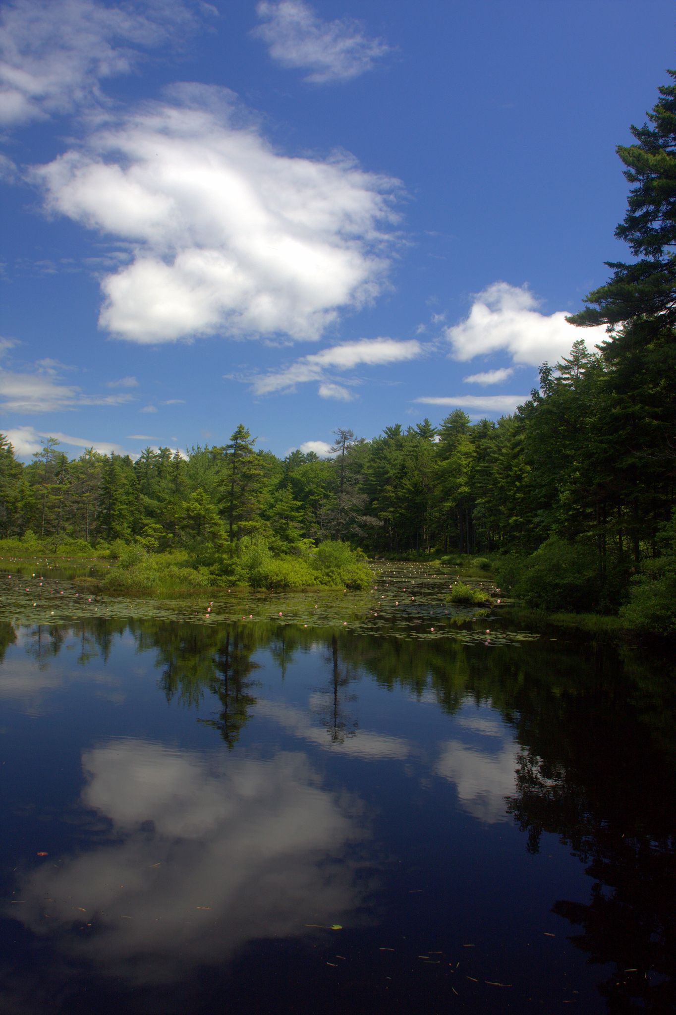 Calm pond reflecting blue sky, white clouds, and green forest on a bright day. - Lobster Cove Preserve & Appalachee Preserve loop trail run