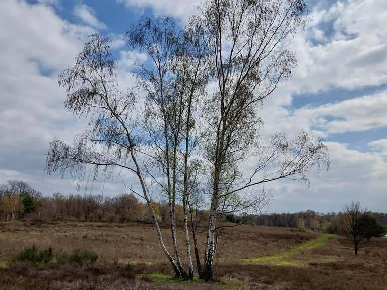 Tongrube Wanderungen und Rundwege komoot