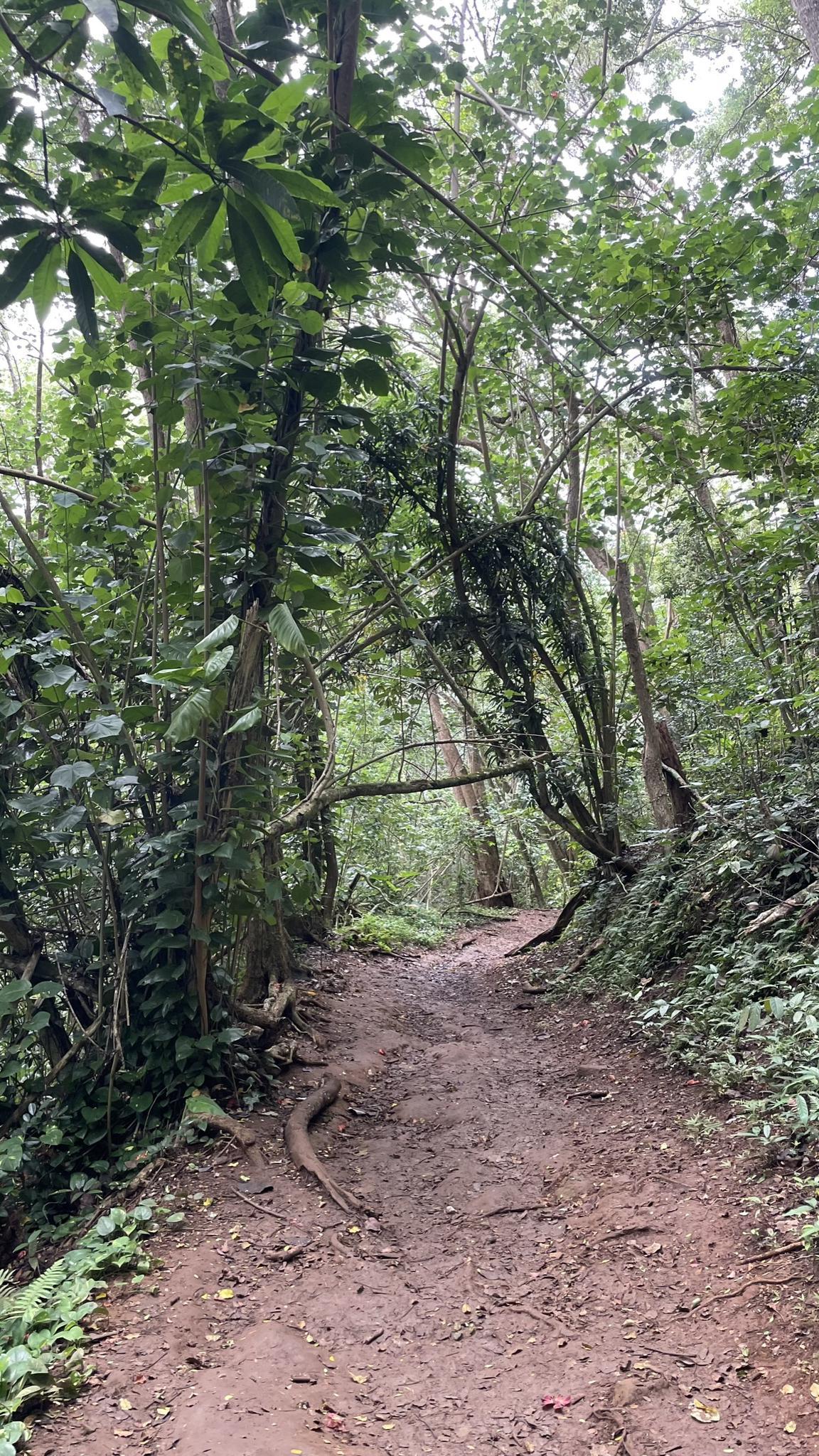 A dirt path leads through a dense, sun-dappled tropical forest.