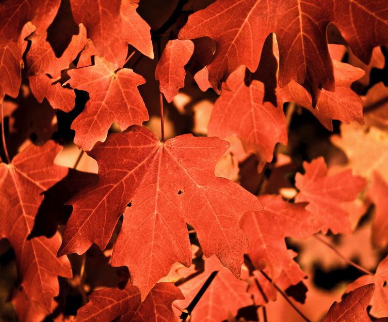 Close-up of vibrant red autumn leaves, brightly lit by natural light.