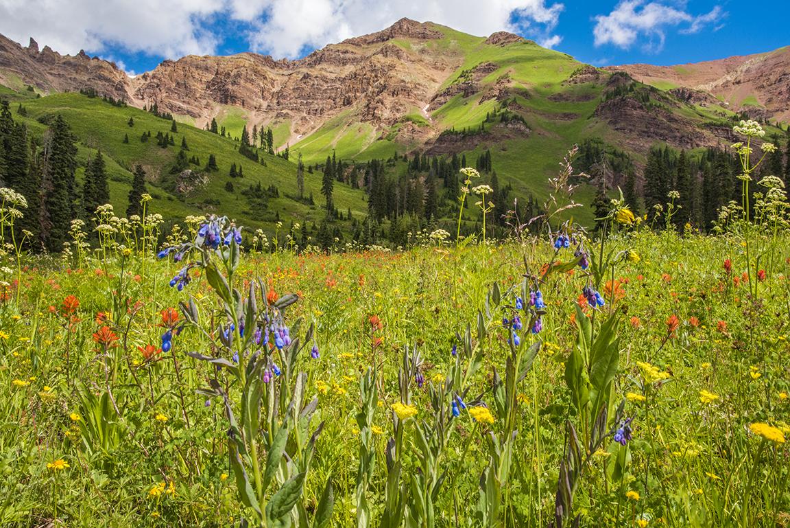 Close-up of colorful wildflowers in a sunny meadow with green and rocky mountains.