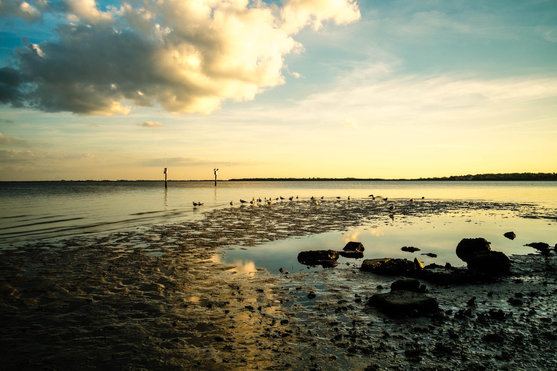 Golden sunset over a wide bay with birds on mudflats and rocks.
