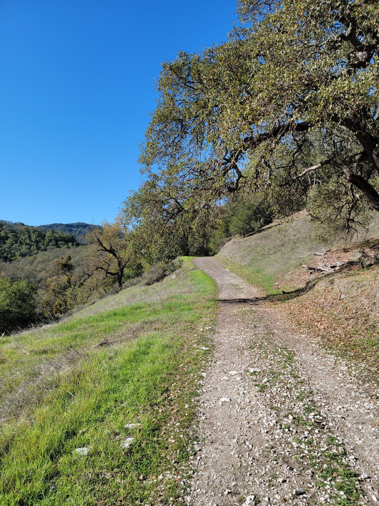 A gravel path curves through grassy hills with large trees under blue sky.