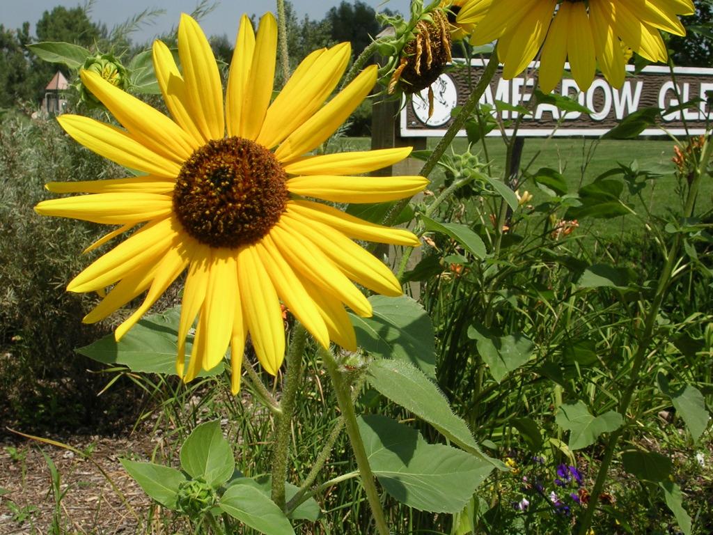 A vibrant yellow sunflower in bright daylight with green foliage.