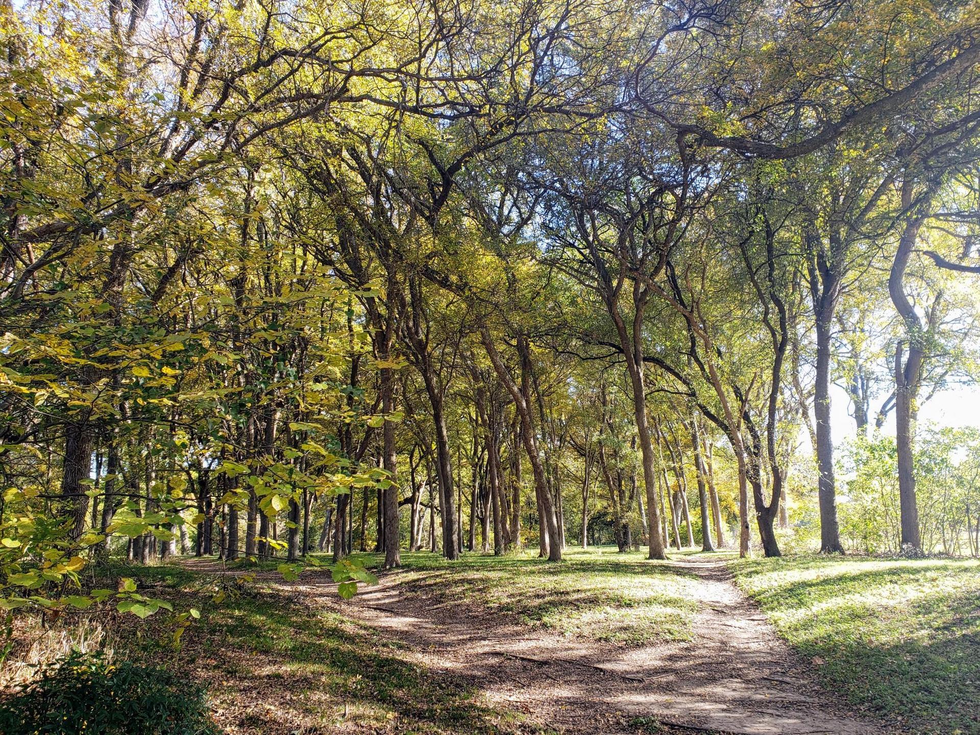 A sunlit forest path winding through tall trees with green and yellow leaves.