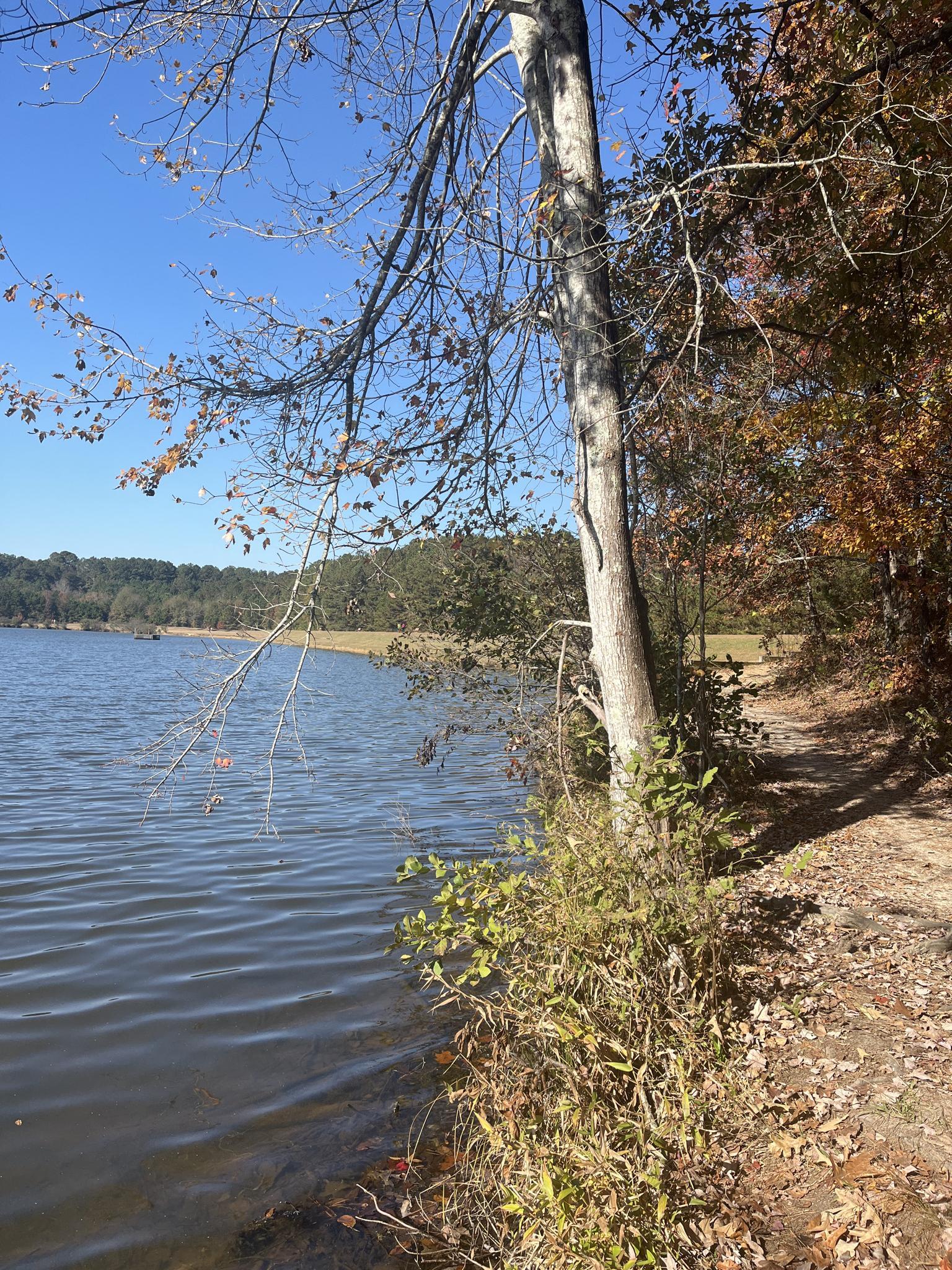 Sunny lake shore with a dirt path and a tree with bare branches.