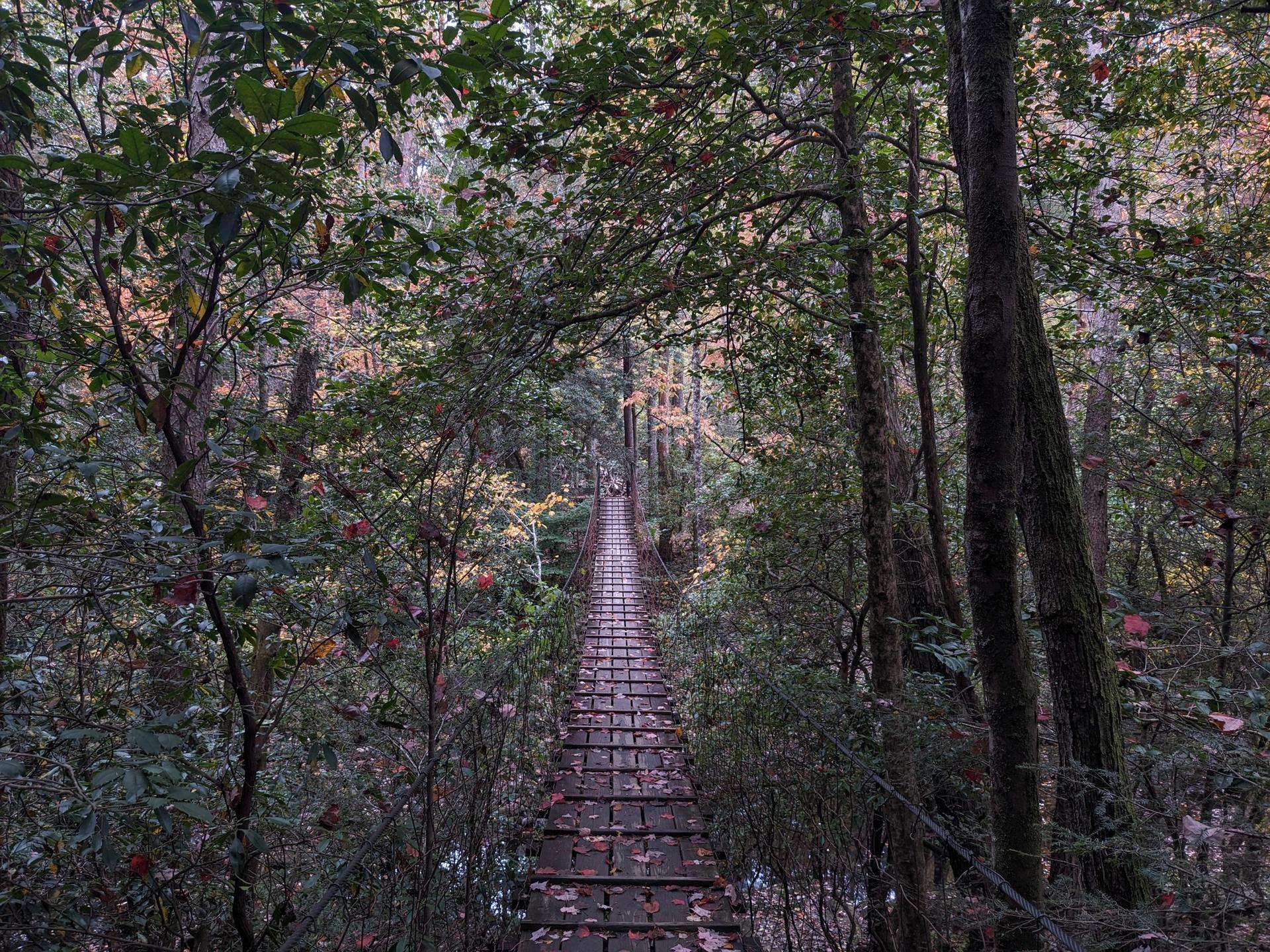 A long wooden suspension bridge extends through a dense, dark forest.