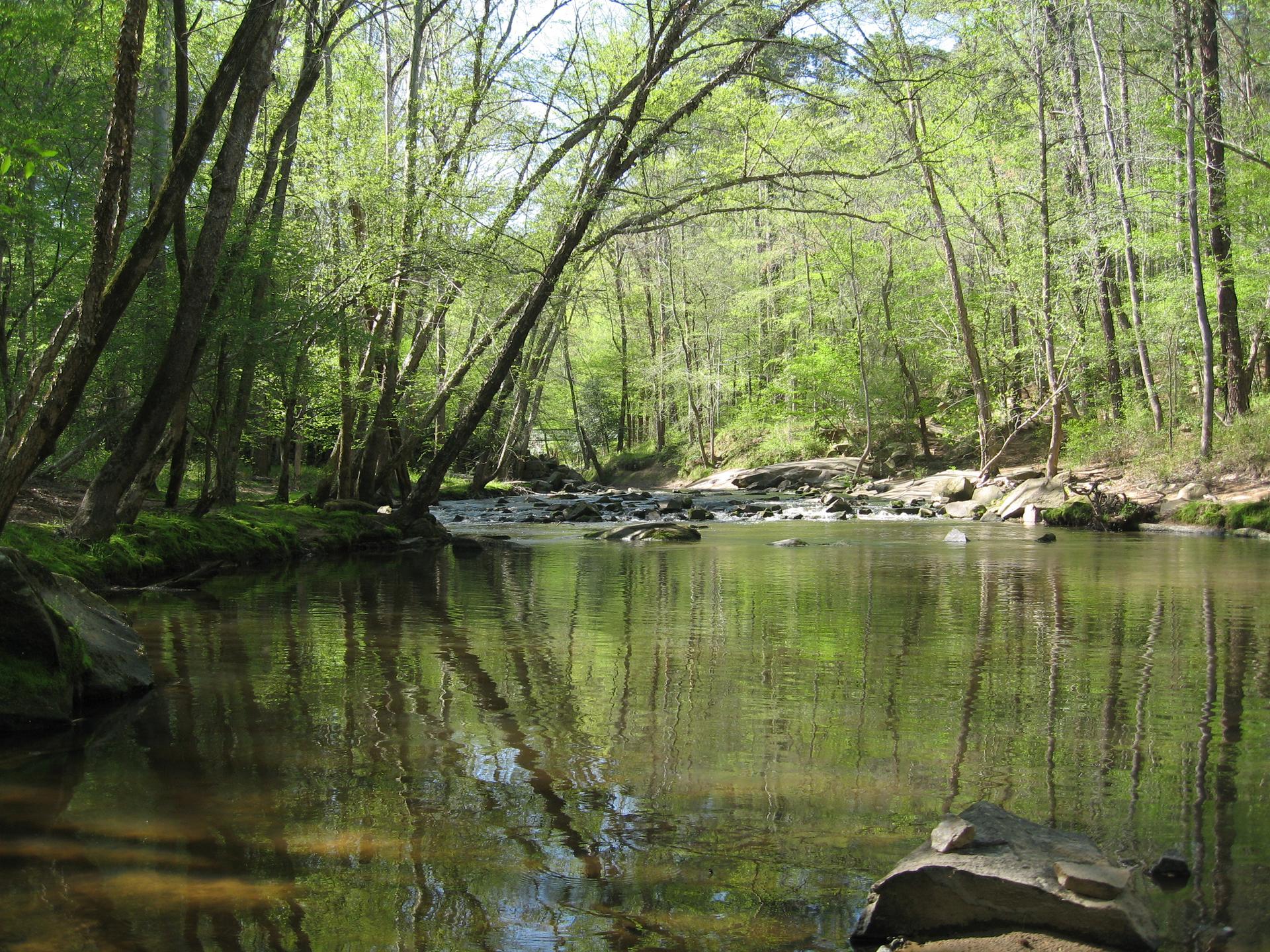 A calm river flows through a lush green forest on a bright day.