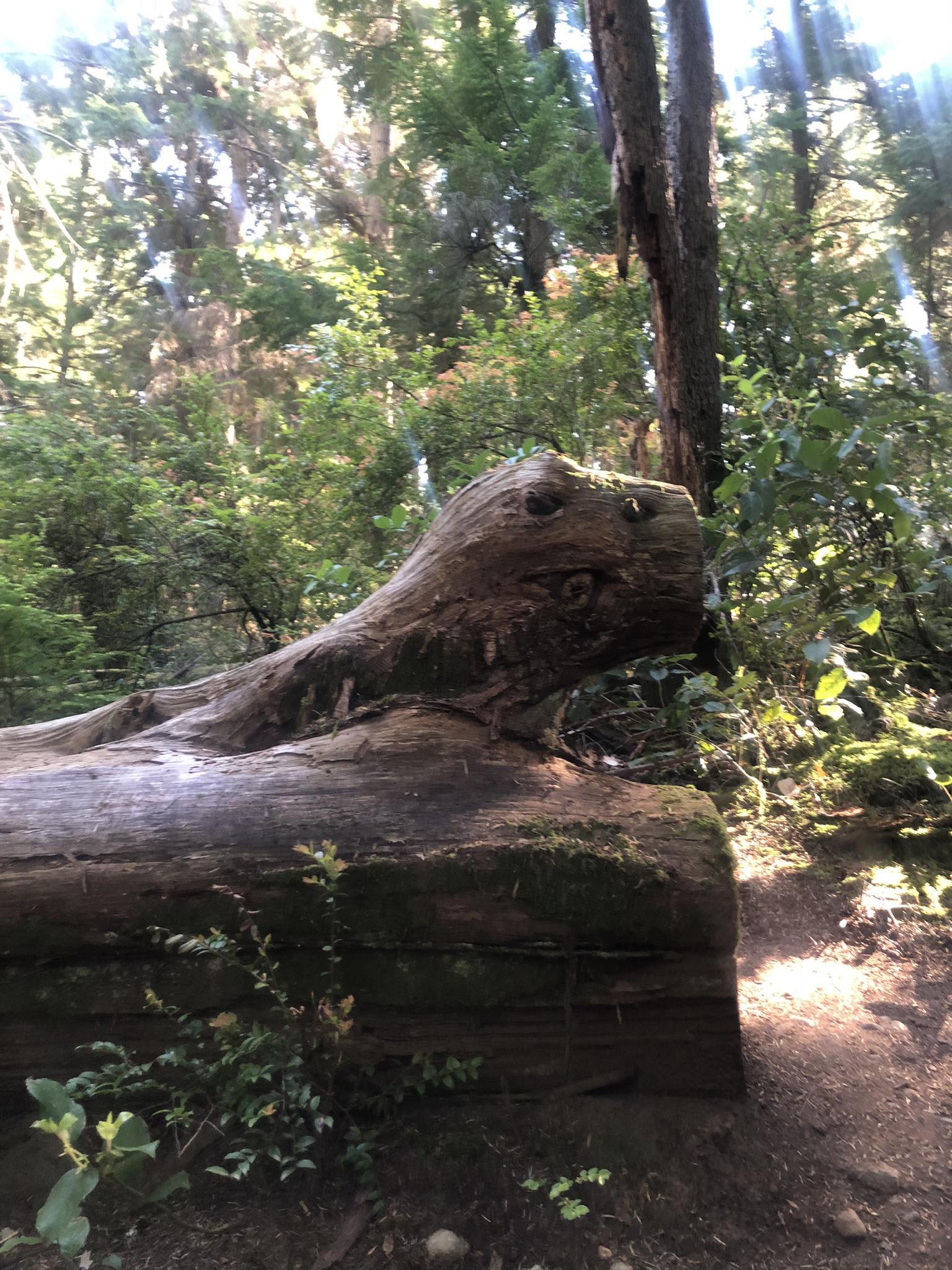 Mossy, gnarled log resembling a creature in a sun-dappled forest.