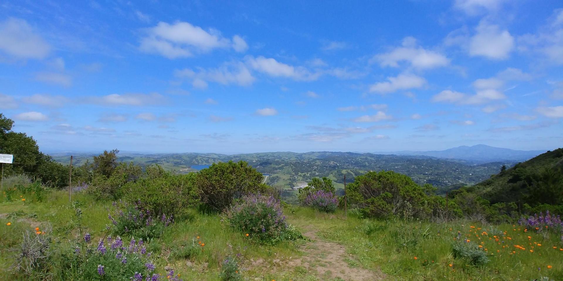 Grassy hillside with wildflowers and a dirt path overlooking a distant valley.