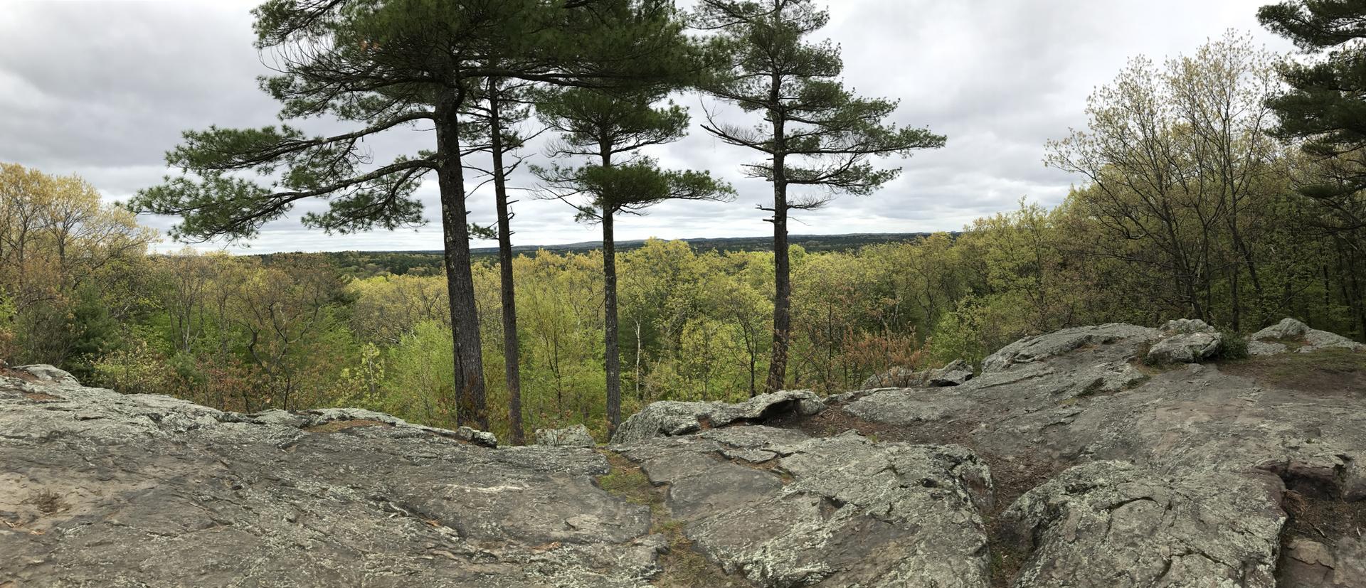 Rocky overlook with tall pine trees and a vast forest under an overcast sky.