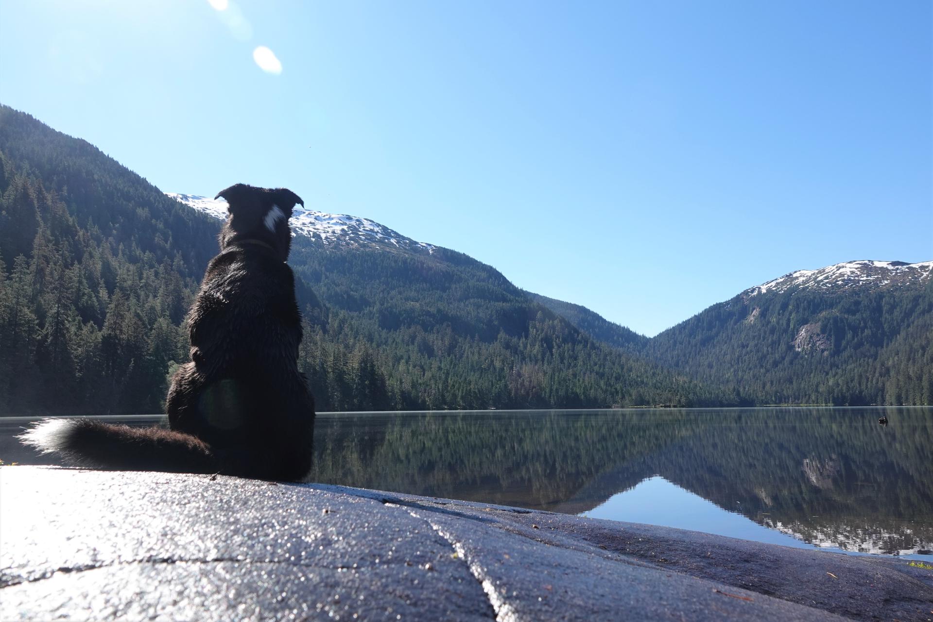Black dog sits by a calm lake, reflecting sunny forested mountains with snow.