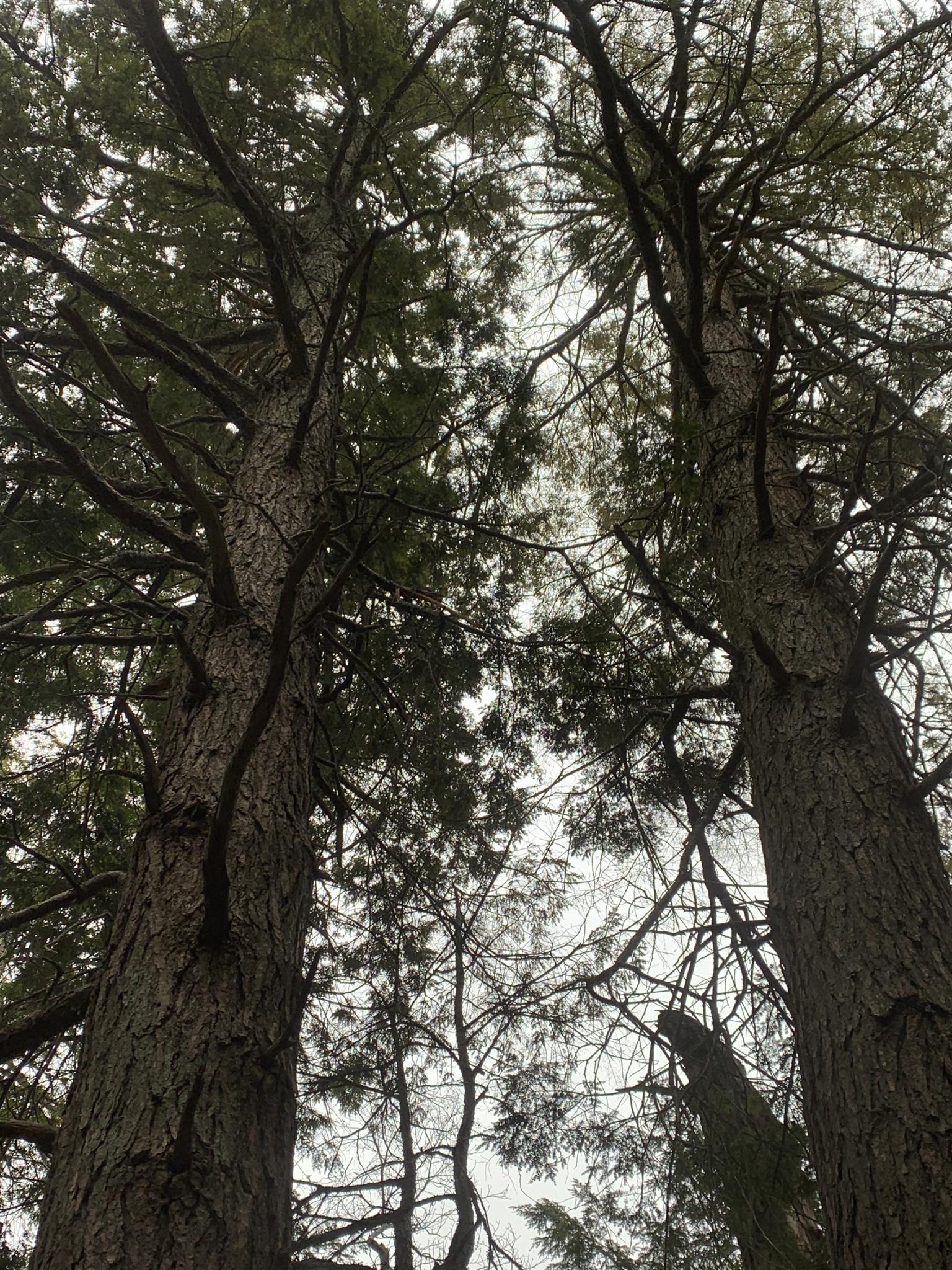 Low-angle view of tall, dark trees with dense canopies against a bright, overcast sky.