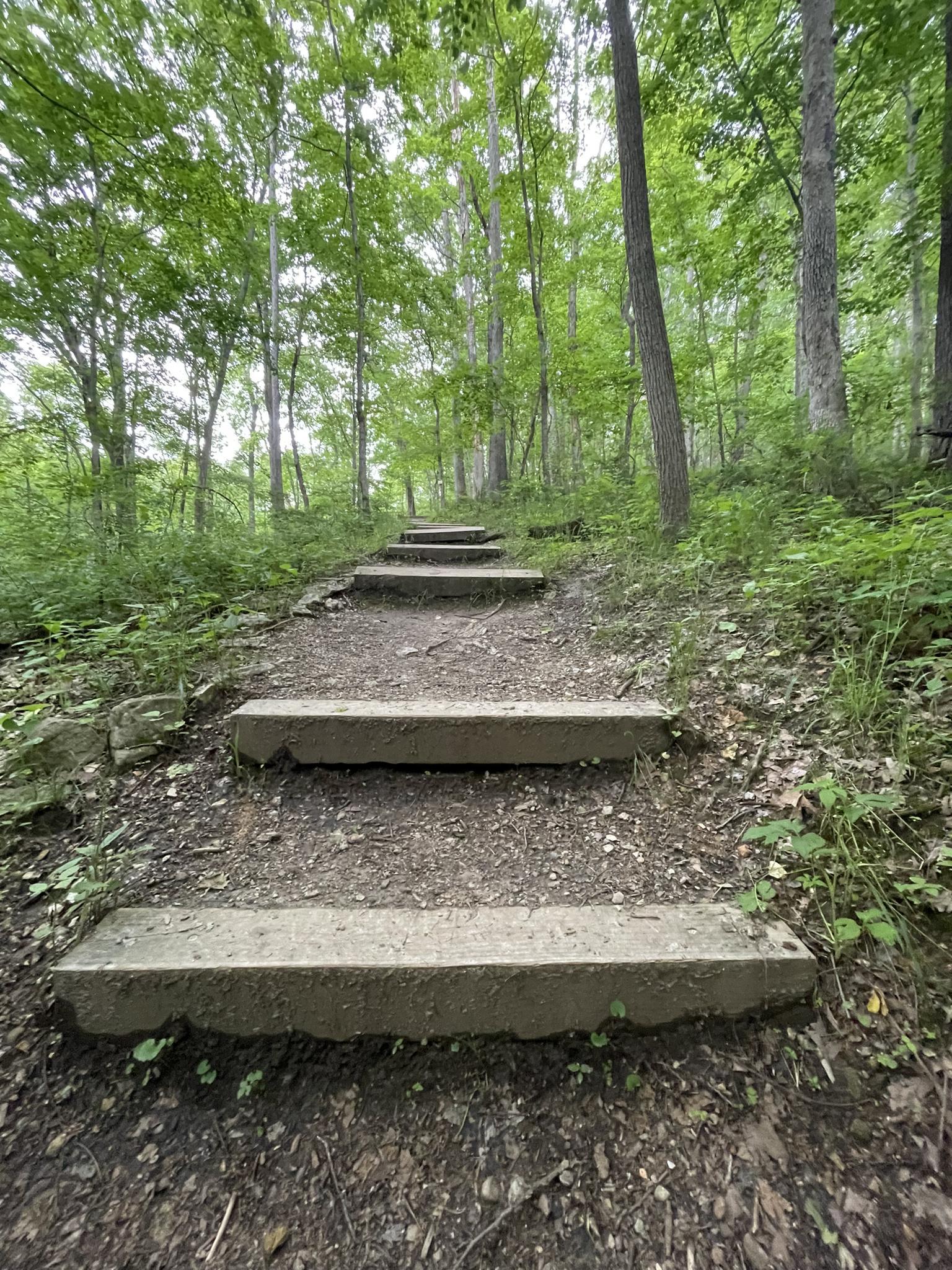 Uphill dirt path with concrete steps through a dense, green forest.