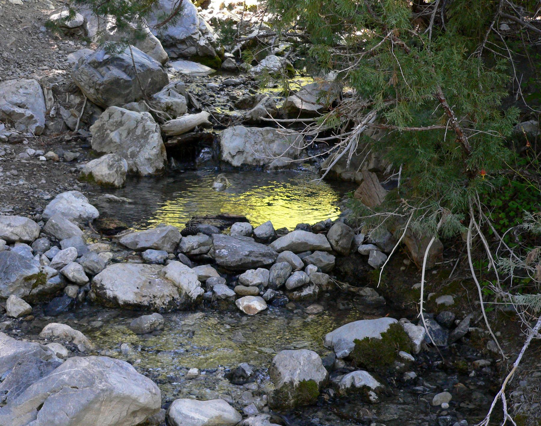 Sunlight reflects on a clear stream flowing over rocks amidst green foliage.