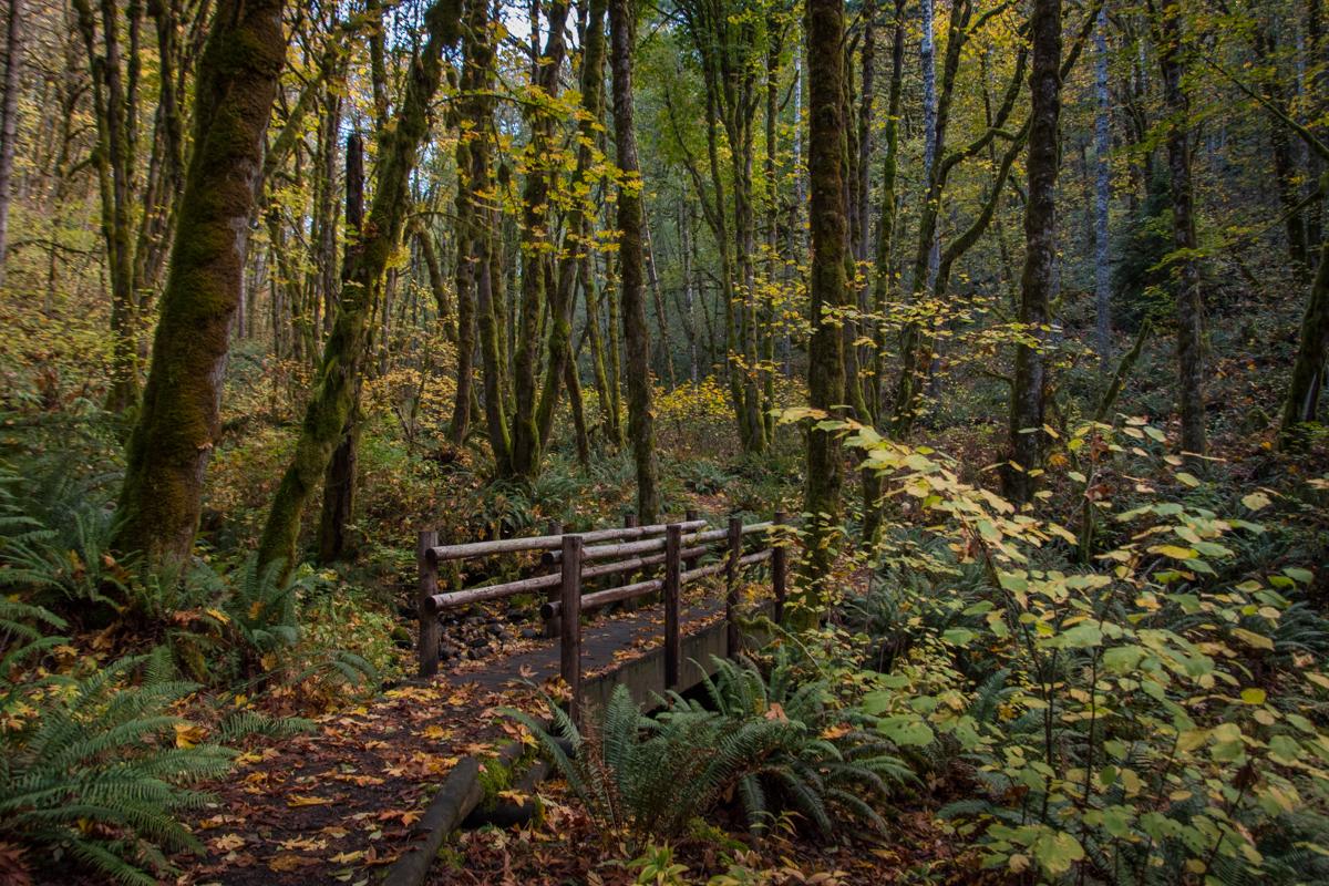 A wooden bridge crosses a forest path with autumn leaves and ferns.