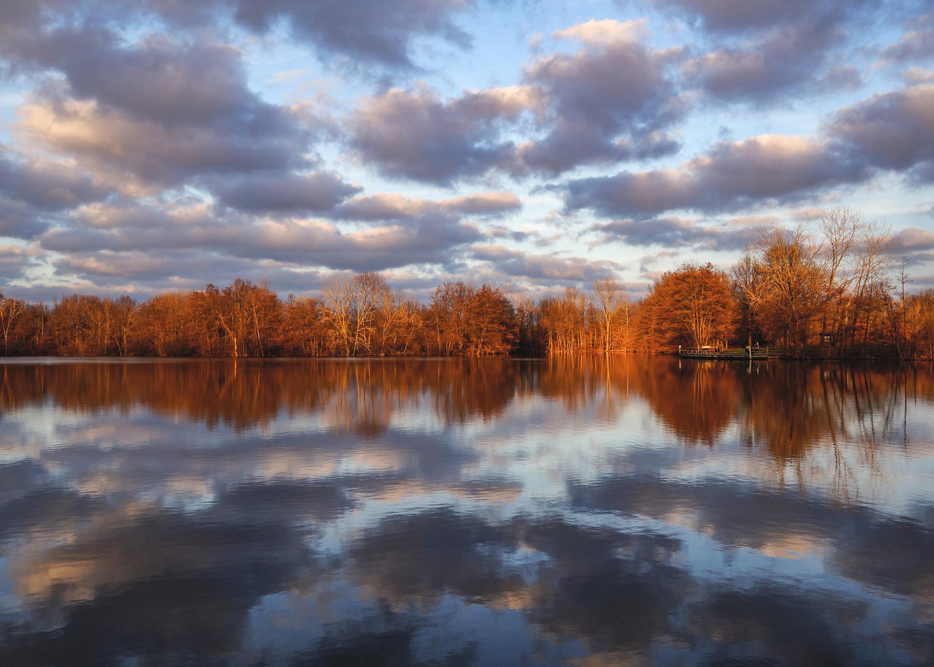 Golden hour light illuminates bare trees reflecting in a calm lake under cloudy sky.