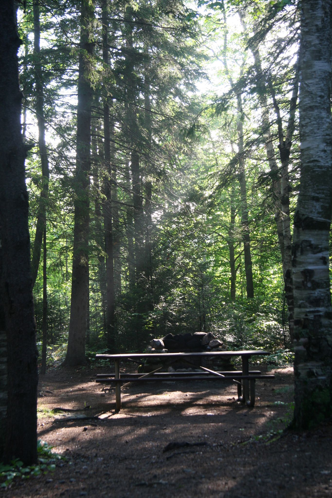 Sunlight filters through tall trees onto a picnic table in a forest. - Swimming Pool – Moose Brook State Park loop from Gorham