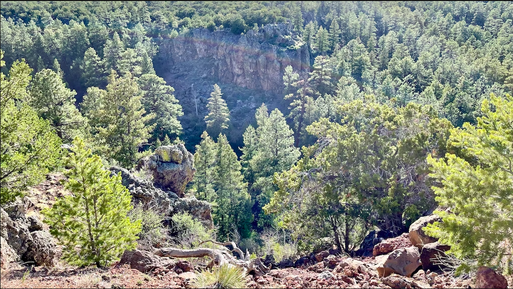 Sunny view of a dense pine forest with rocky cliffs and slopes.
