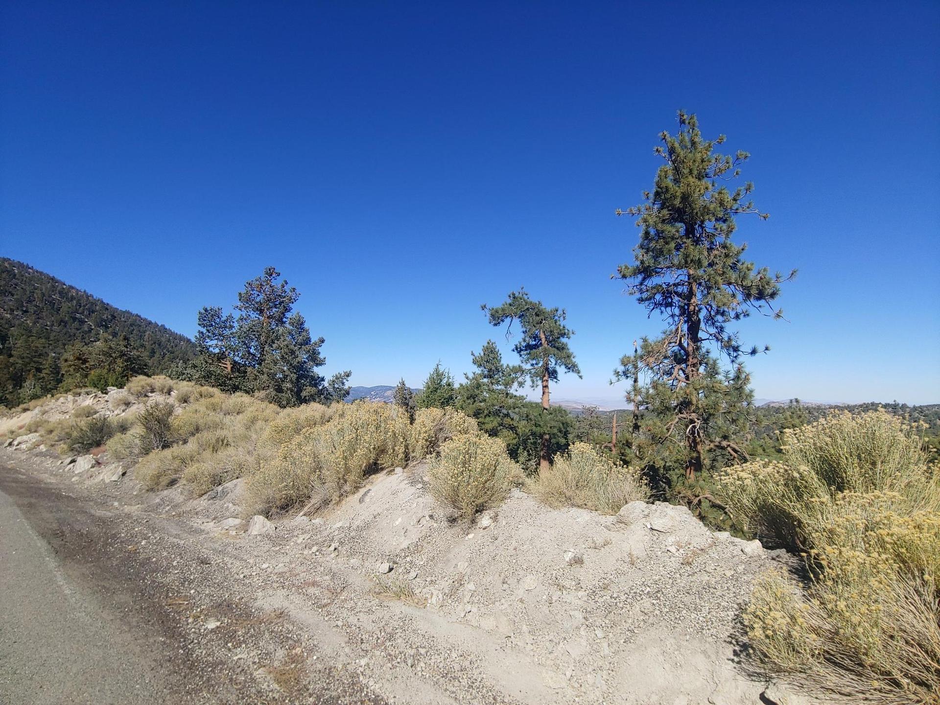 Bright blue sky over a mountain slope with pine trees and shrubs.
