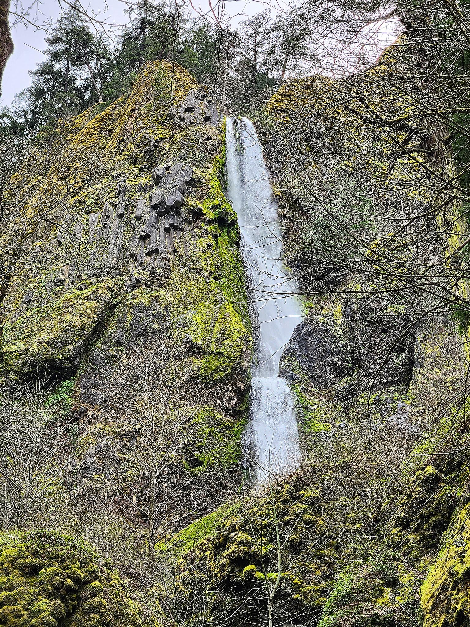 Tall waterfall cascades down a mossy, rocky cliff surrounded by trees. - Mt. Defiance Trailhead – Starvation Creek State Park loop from Wyeth State Recreation Area