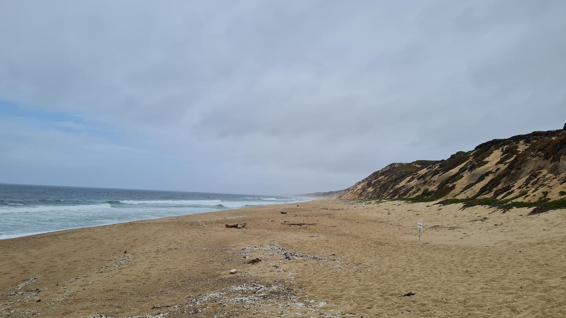 Wide sandy beach with ocean waves and vegetated dunes under an overcast sky.