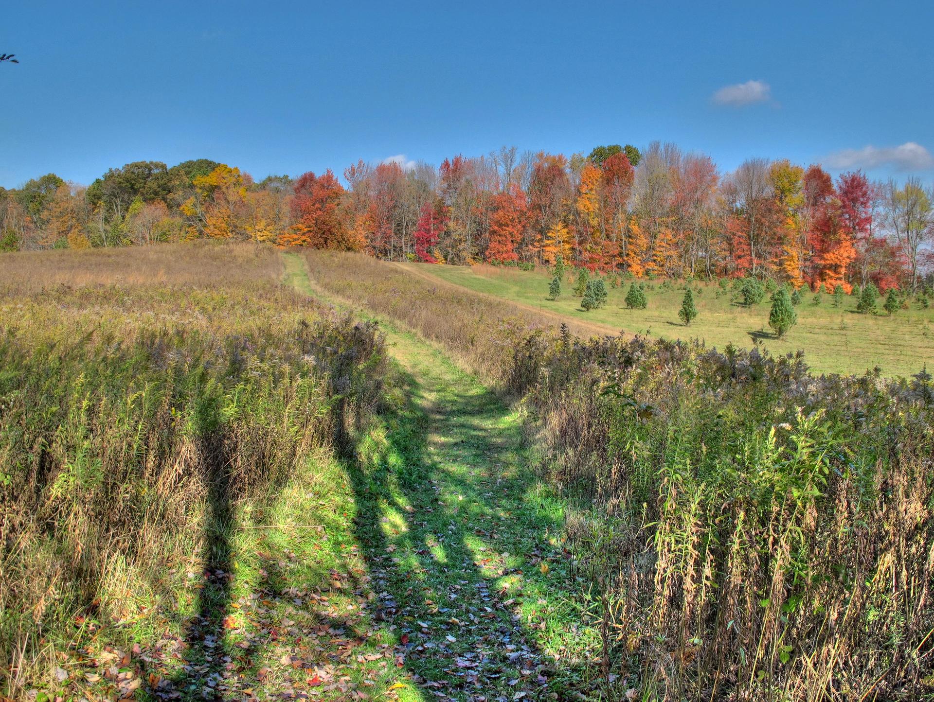 Grassy path winding through a field with colorful autumn trees in sunlight.