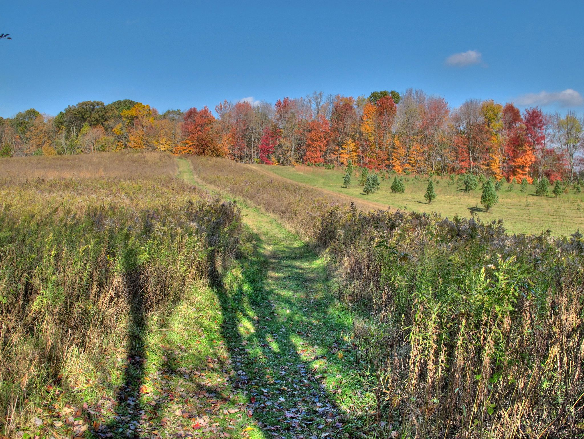 Grassy path winding through a field with colorful autumn trees in sunlight. - Tree Farm Trail Loop