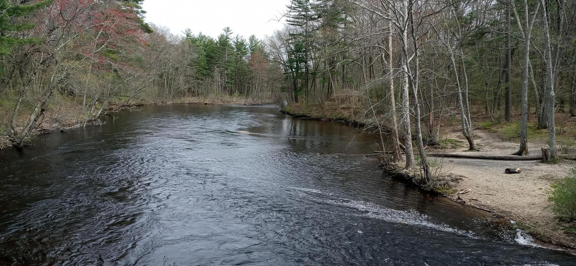 Dark river flowing through a forest with bare and green trees.