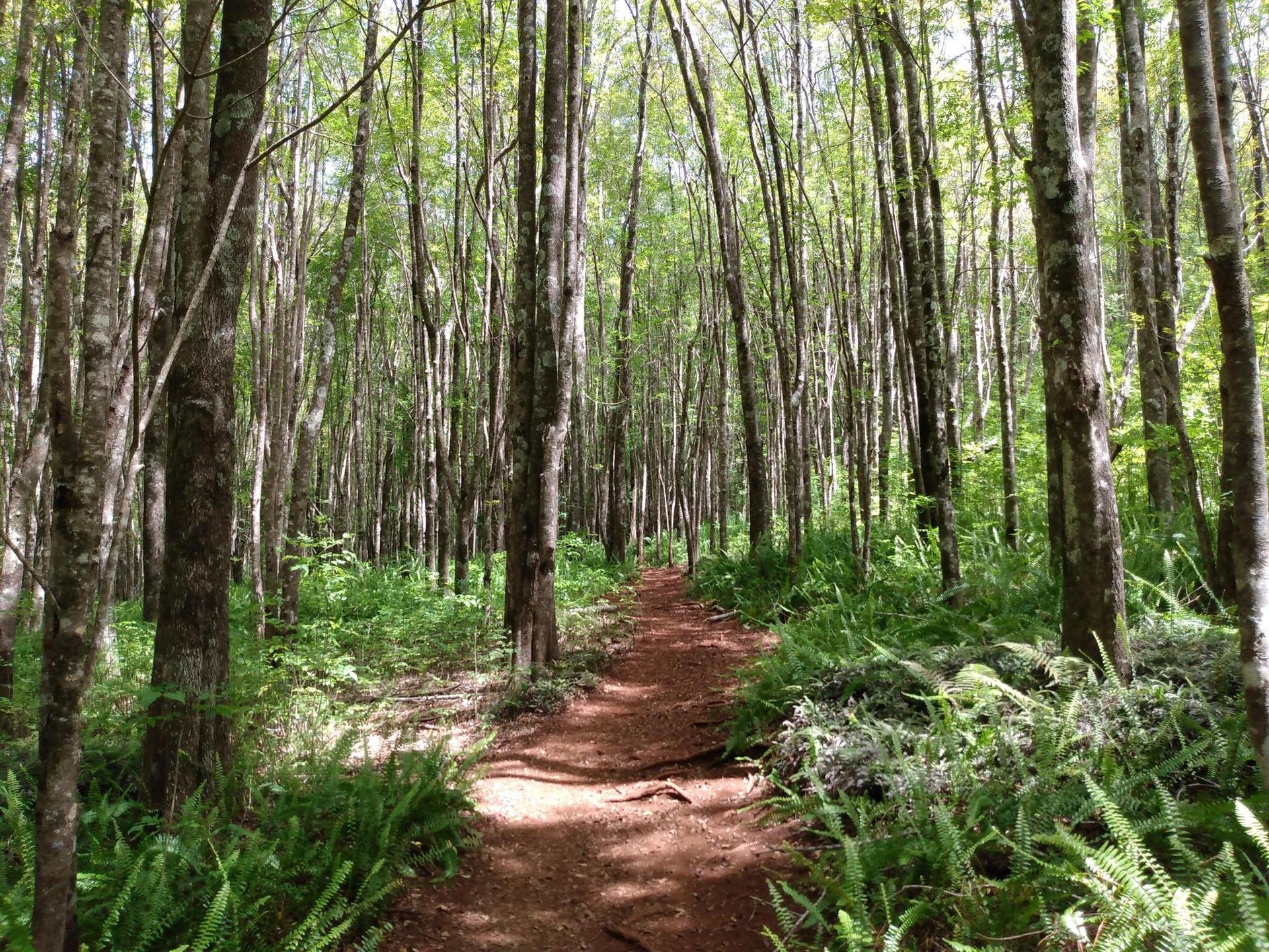 A red dirt path winding through a forest of tall, slender trees and ferns.