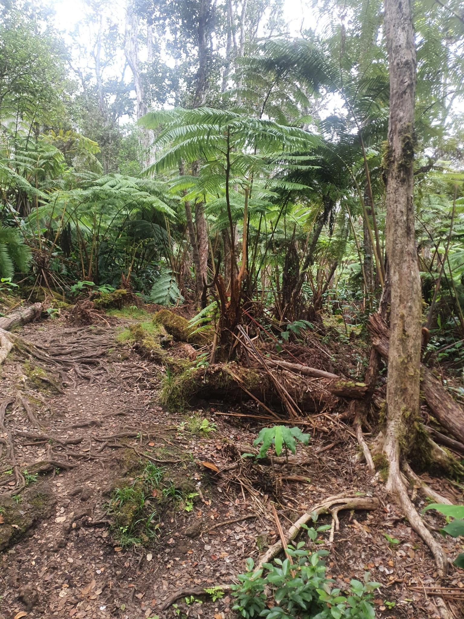 Dense, lush forest with ferns and exposed tree roots on a cloudy day. - Makāula ʻOʻoma Trail – Jurassic Park Trail loop from Kona Cloud Forest - Guided Walking Tours