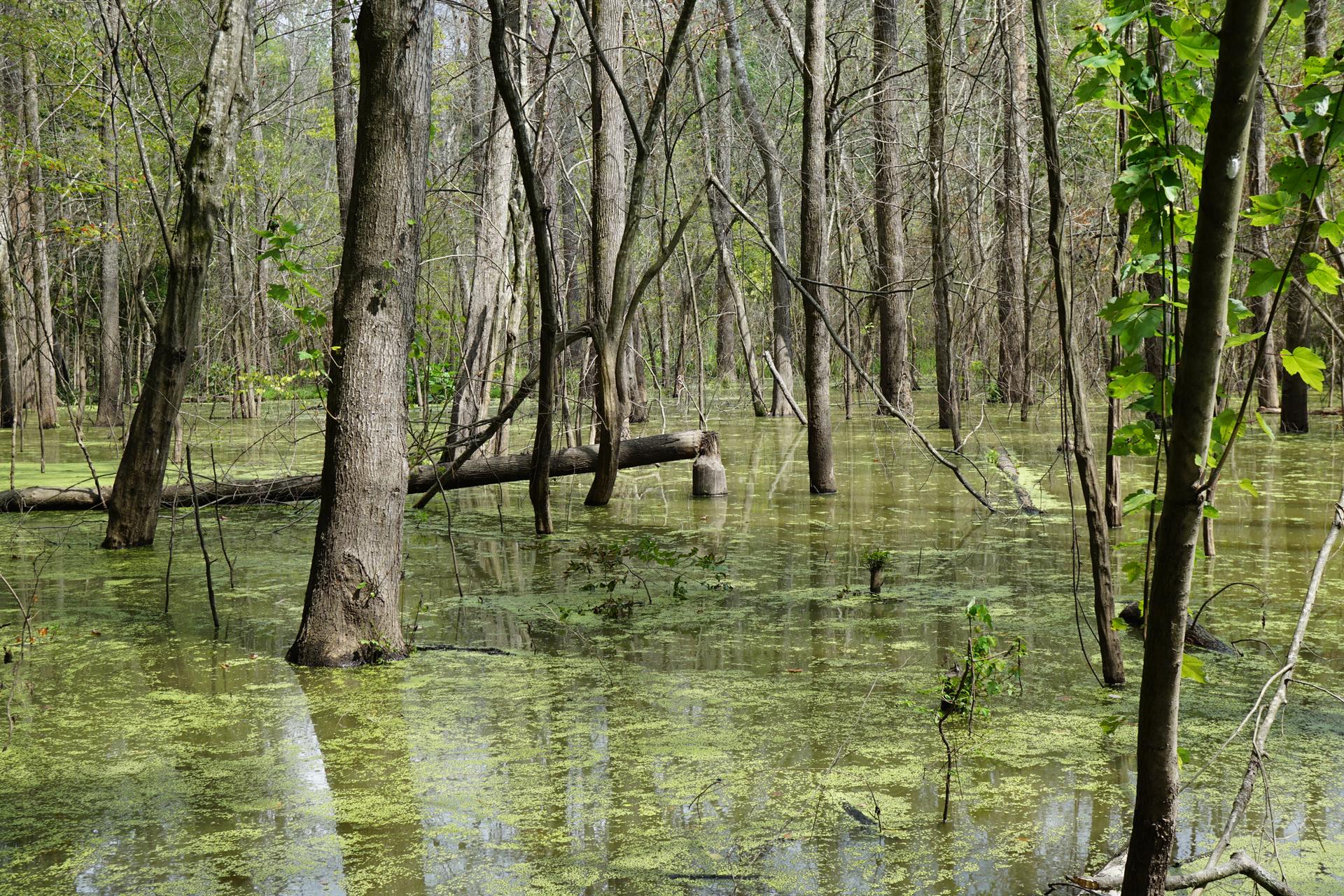 Bare trees stand in a sunlit, green-covered swamp with a fallen log.