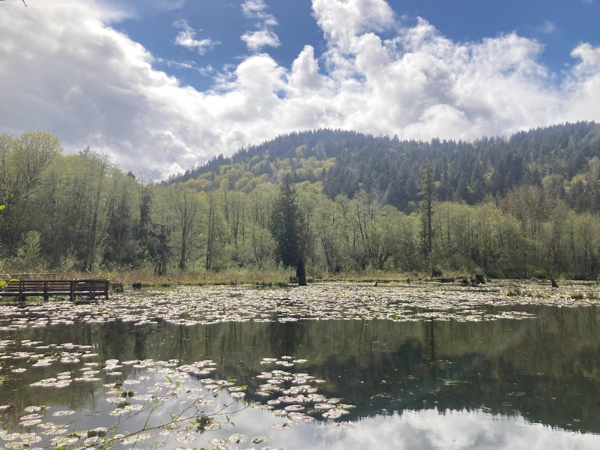 Lake covered with lily pads, forested hills, and a wooden dock under a cloudy sky.