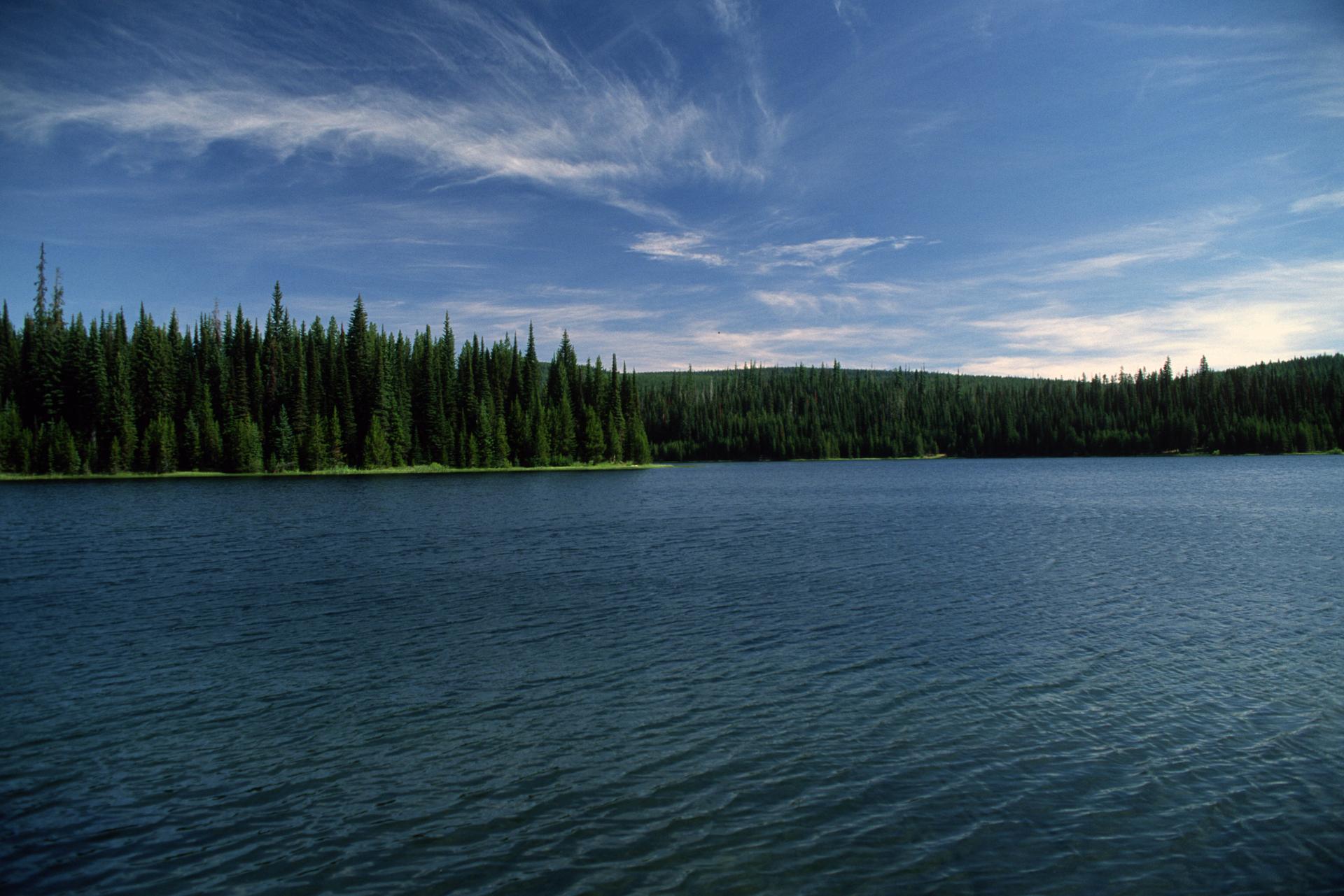 A calm lake with a dense evergreen forest under a bright blue sky.