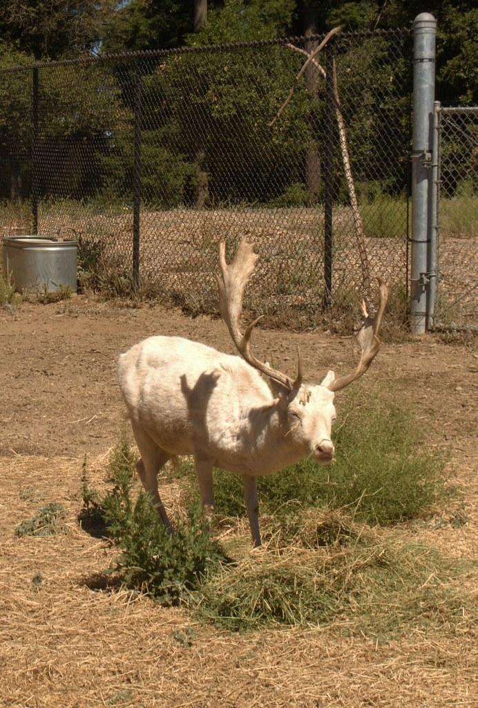 A white stag with large antlers stands in a sunny, dry enclosure.
