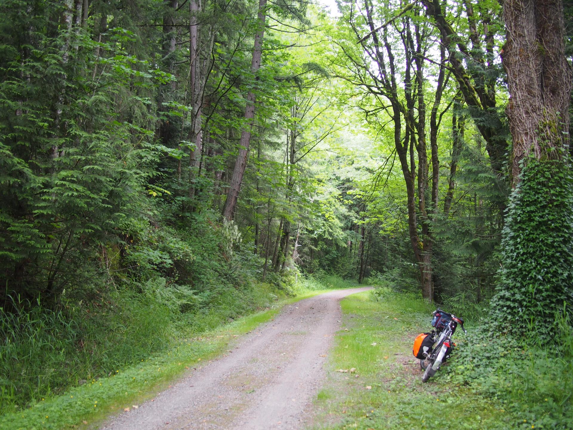 A touring bicycle parked beside a winding dirt path in a lush green forest.