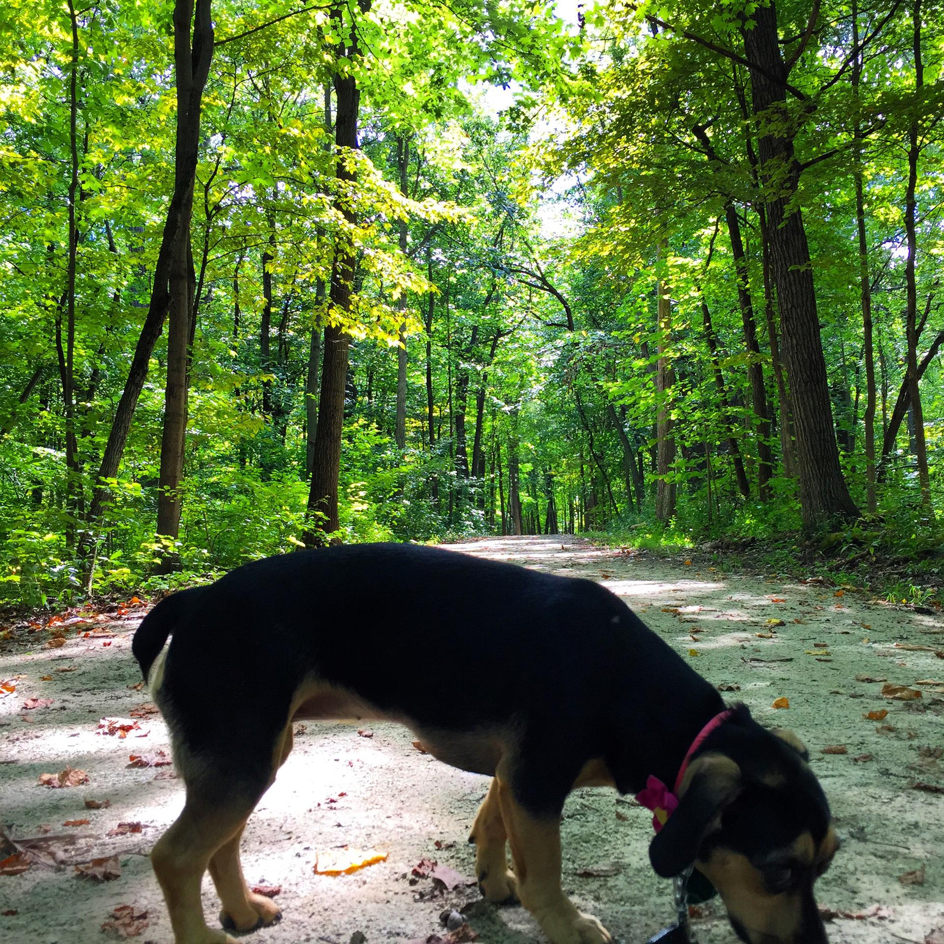 A black and tan dog sniffs a sunny, tree-lined dirt path.