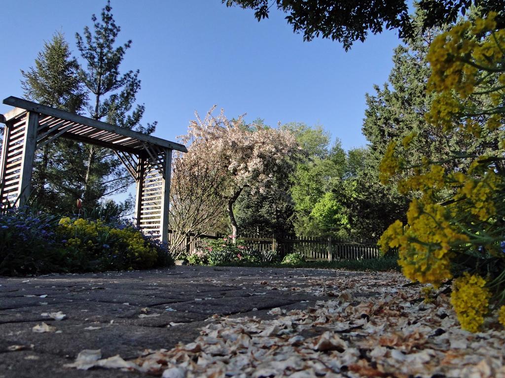 Low angle view of a garden path, arbor, and blooming trees under blue sky.